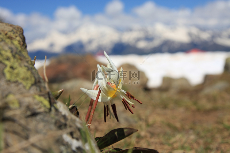 蓝天下的雪花莲花