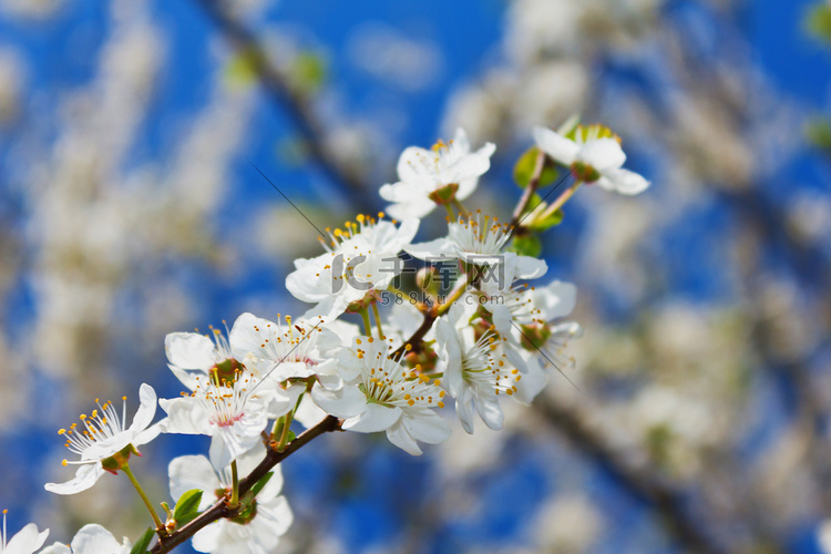 春日蓝天下开放的苹果花树