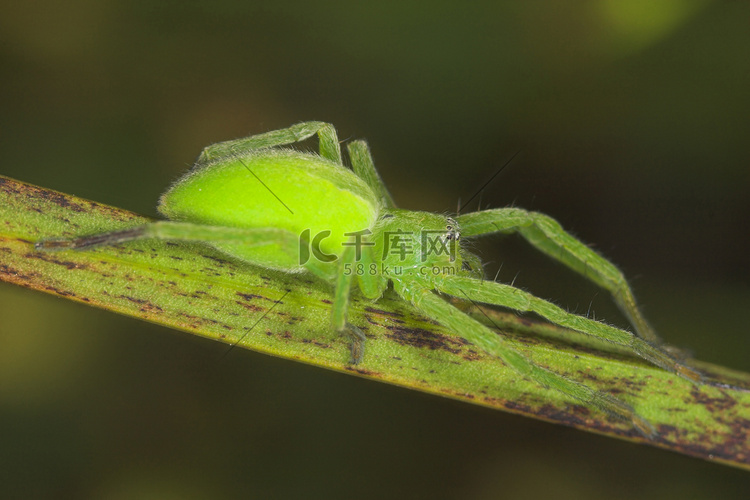 蜘蛛-micrommata virescens