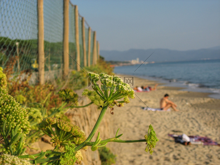在海岸的花，托斯卡纳，意大利
