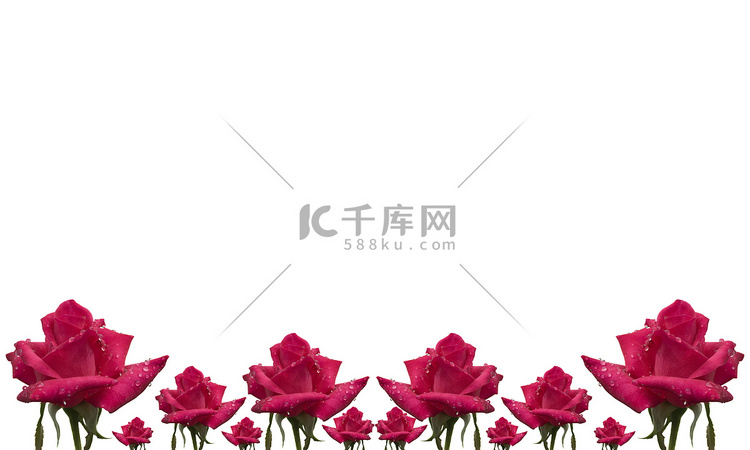 在白色的玫瑰花朵图案花卉卡片边