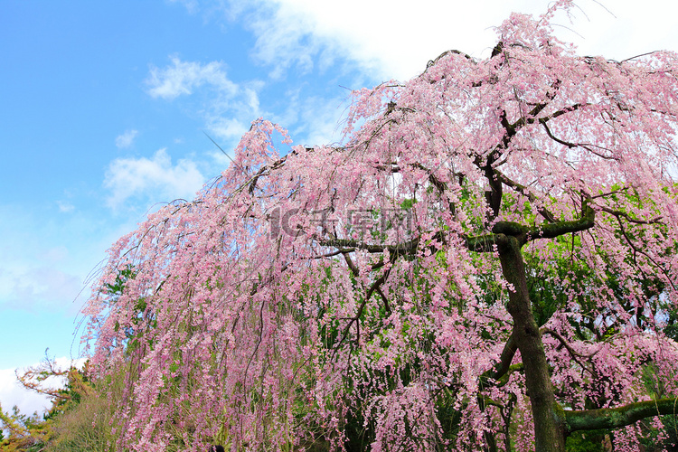 日本的樱桃树