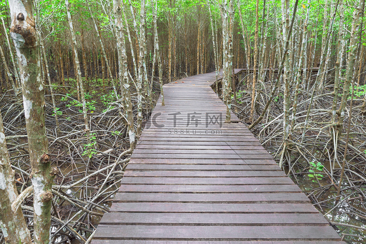 红树林中的木桥
