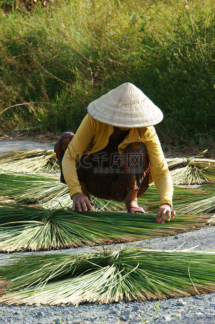 扇形的人干灯心草（莎草）