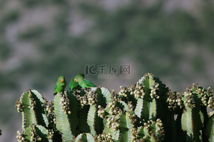 黑翅爱情鸟 (Agapornis taranta)