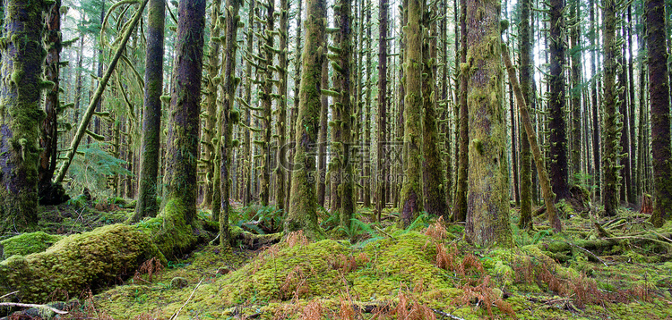 雪松树在森林深处 绿色苔藓覆盖