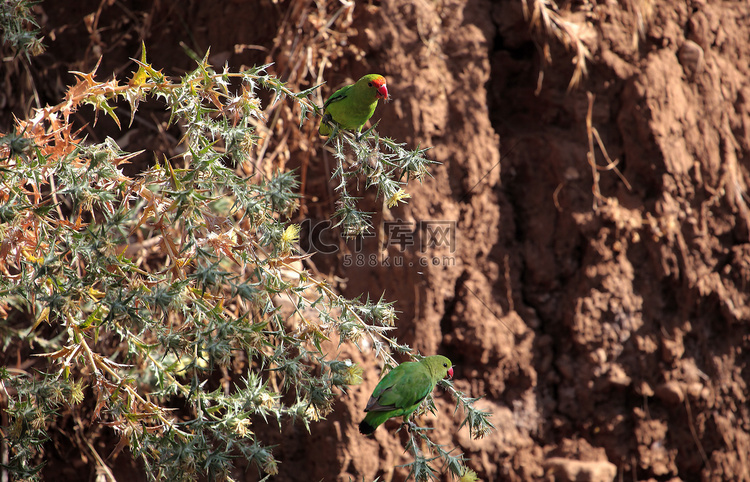 黑翅爱情鸟 (Agapornis taranta)