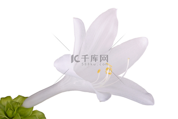 与白色隔离的玉簪属植物的单花