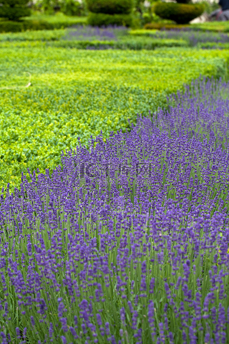 卢瓦尔河谷城堡中盛开薰衣草的花