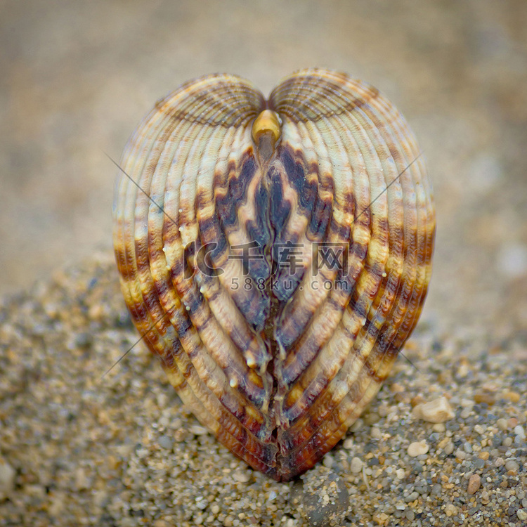 海滩上贝壳的对称性