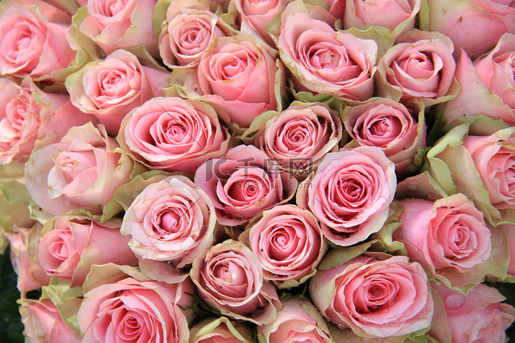 婚礼布置中的粉红玫瑰