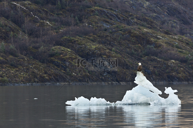 白头鹰坐在融化的门登霍尔冰川碎