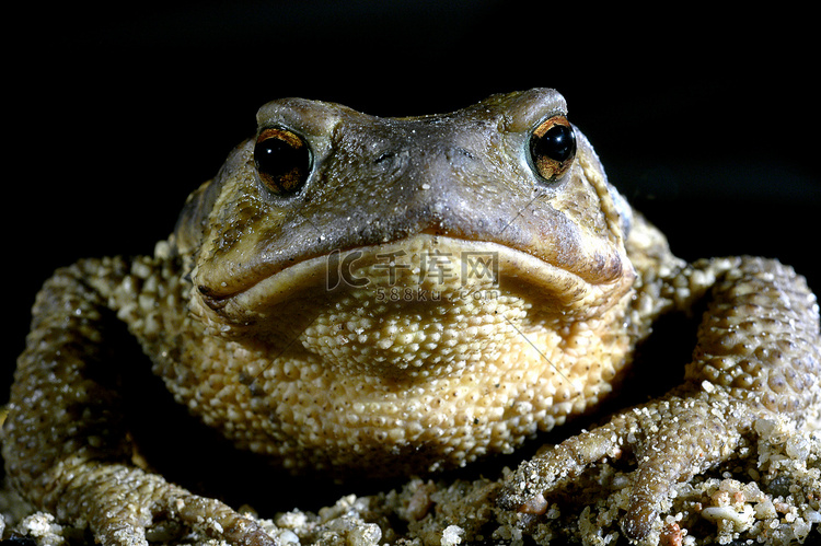 普通蟾蜍 bufo 两栖动物