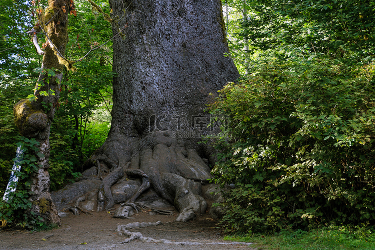 森林里一棵老红杉的大树干和树根