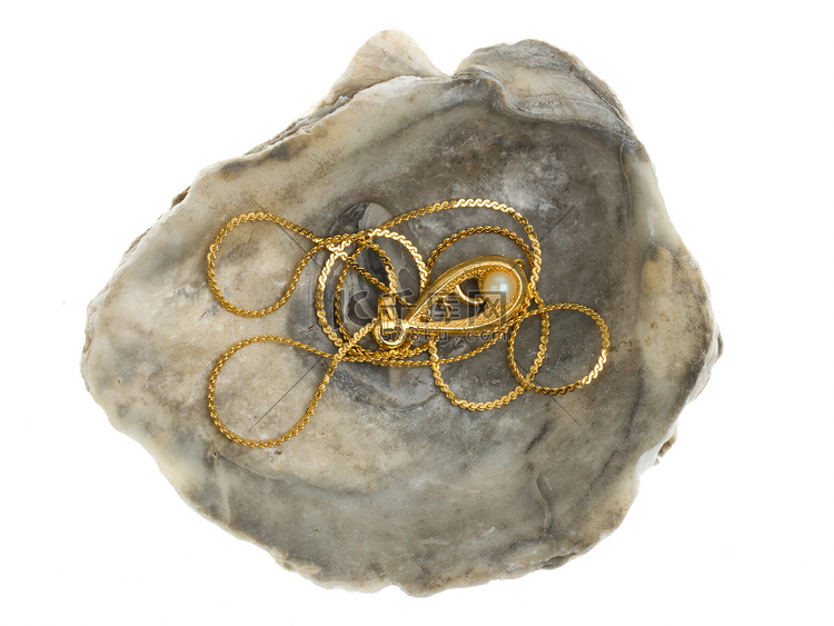 牡蛎壳中的珍珠金项链