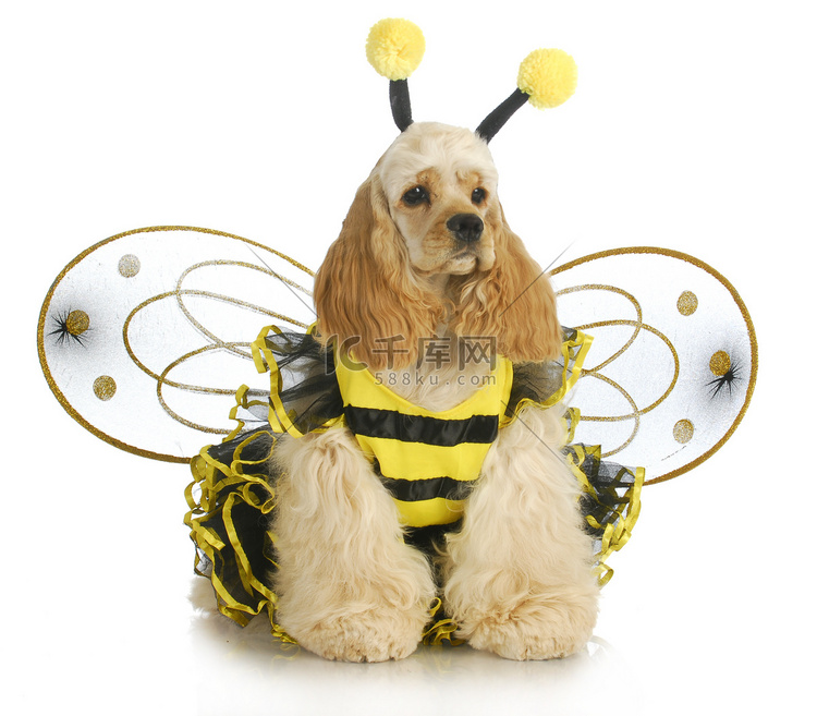 穿得像蜜蜂的狗