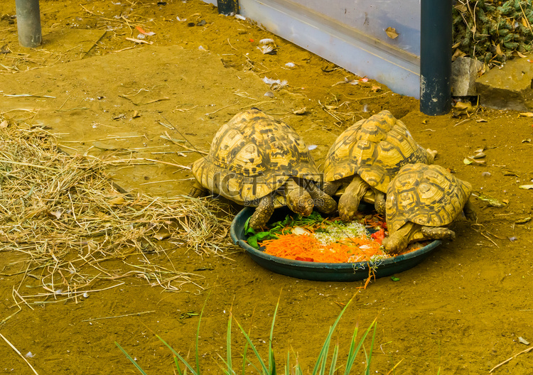 吃蔬菜的小乌龟，照顾爬行动物，