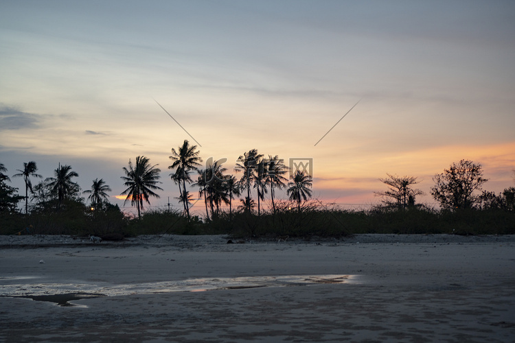 全景、椰子树和分隔海滩的树