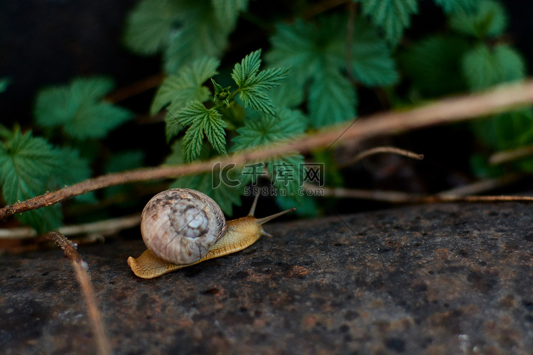 雨过后，院子里的蜗牛在绿色的草