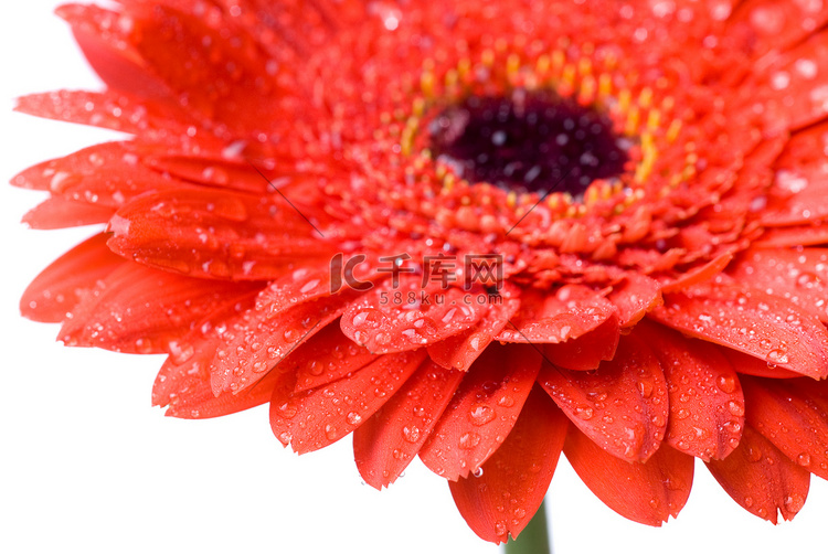 红色雏菊非洲菊头与水滴上 wh