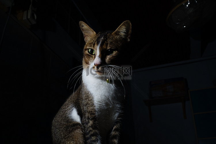 泰国猫在黑暗的房间里翻牌