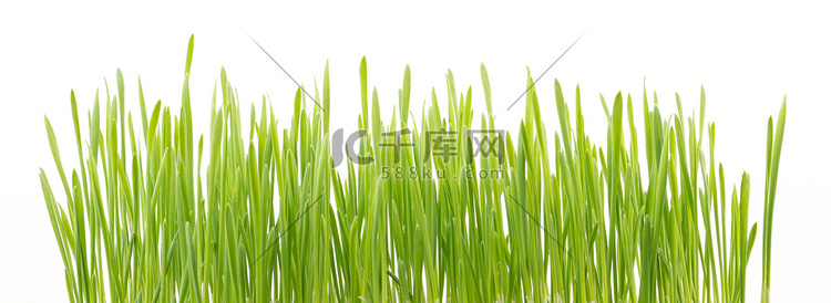孤立在白色背景上的绿色小麦草