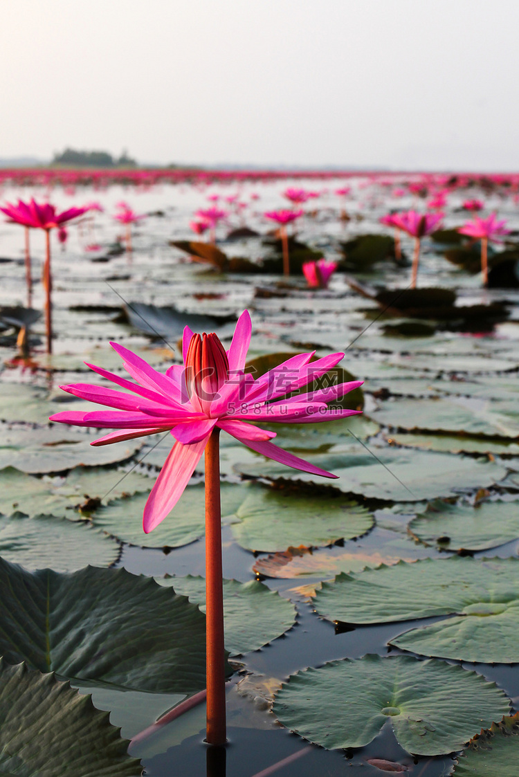 荷花湖，乌隆他尼，泰国