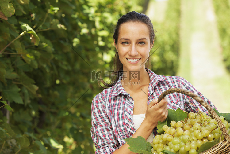酒商在葡萄园采摘葡萄