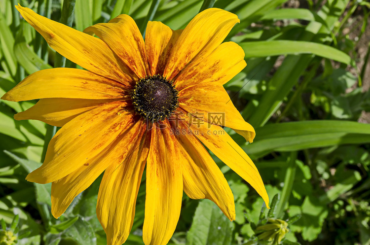 Rudbeckia 或 rud