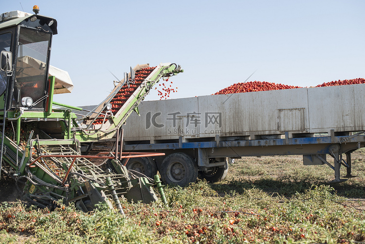 收割机收集西红柿