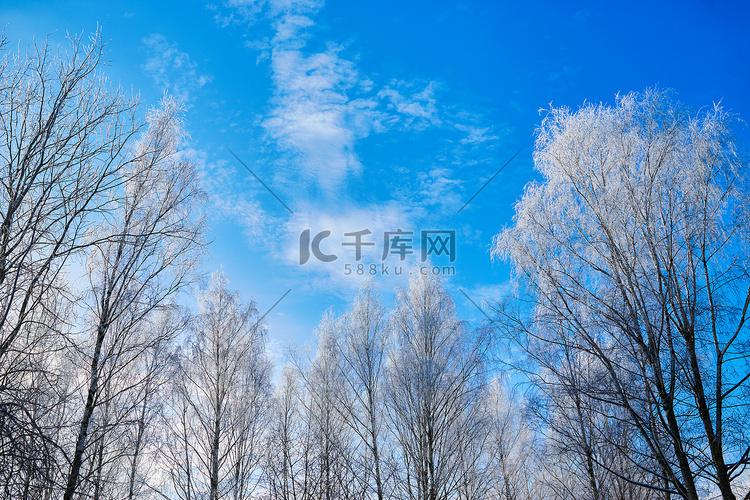冬天白桦树的树冠在蓝天的衬托下