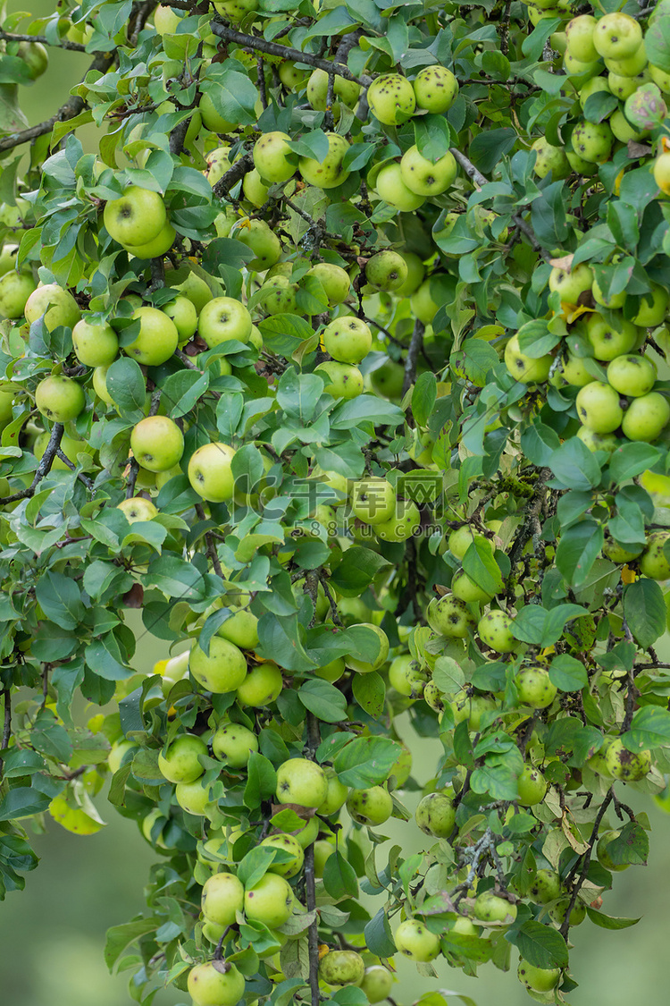 树枝上挂满了成熟的青苹果