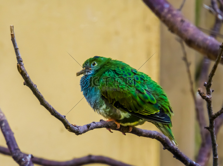 新几内亚白耳猫鸟的特写，色彩艳