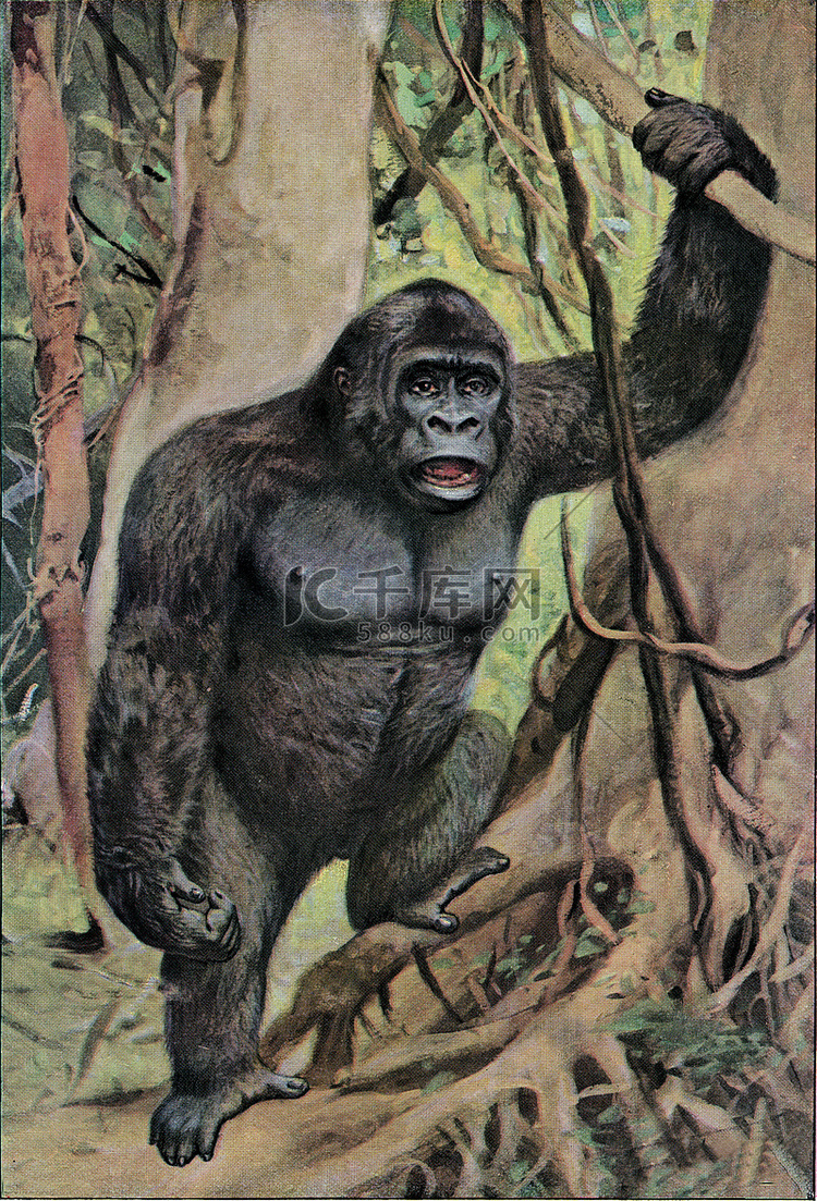 丛林中的雄性大猩猩，复古版画。