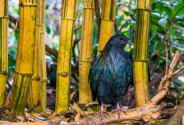 背景是竹子的尼科巴鸽子的美丽肖