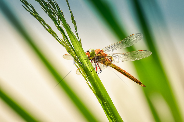 坐在草地上的蜻蜓 Sympetrum 特写