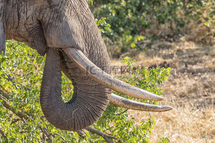 一头非洲大象的象牙和树干特写镜