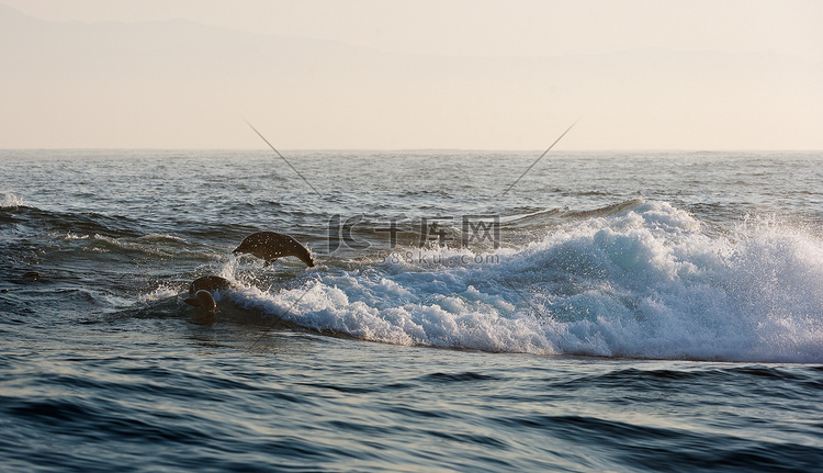 海豹游泳并跳出水面。
