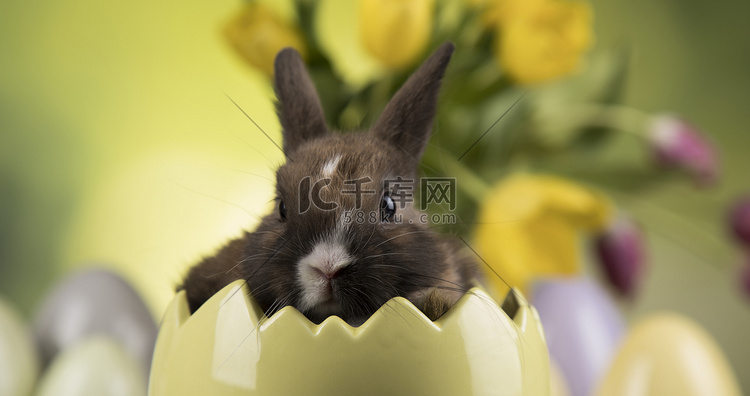 兔子、兔宝宝和复活节彩蛋