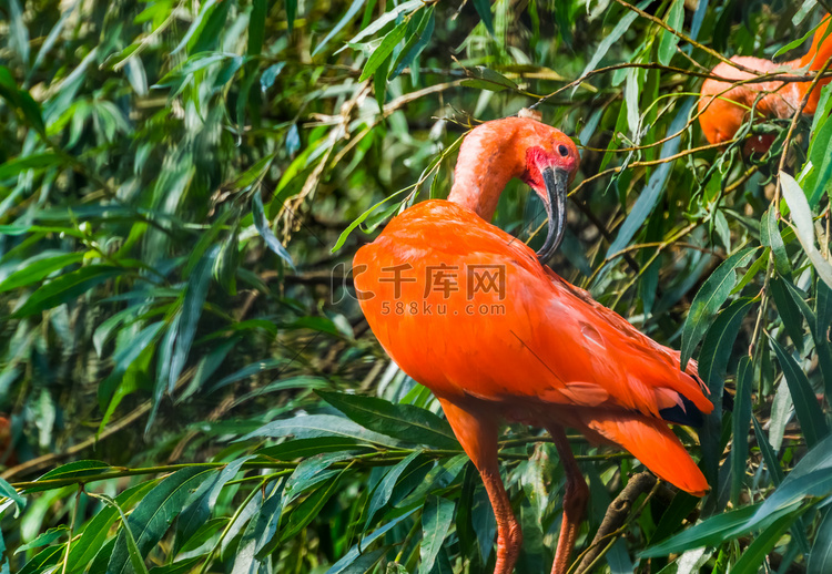 一只红朱鹮在树上梳理羽毛的特写