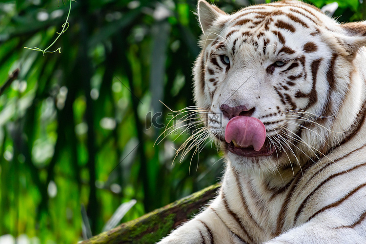 一张白虎或孟加拉虎的特写照片，