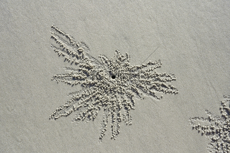 一只螃蟹在退潮时在沙滩上的沙子