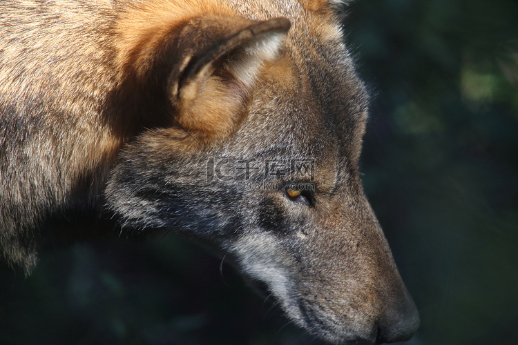 Civitella Alfedena 野生动物区的狼群