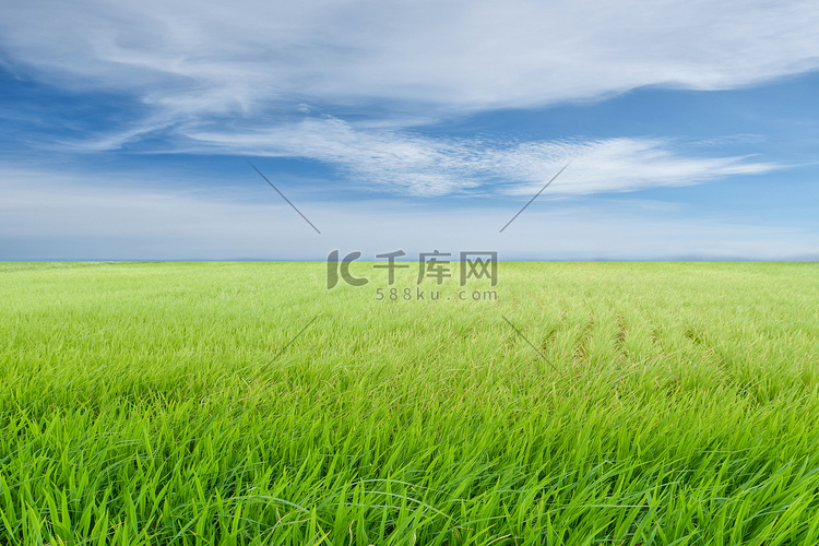 蓝天白云上绿色稻田的美丽自然背
