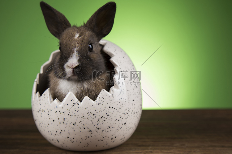 复活节动物，小兔子