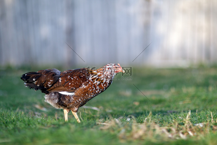 有斑点的棕色漂亮母鸡在院子里找