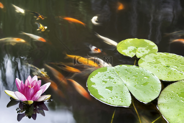 锦鲤池中的睡莲粉红色花