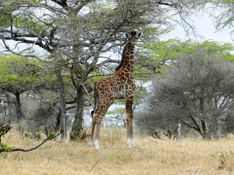 非洲大草原上孤独的长颈鹿吃金合