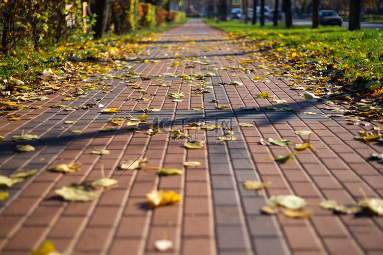 秋天的路边有树叶在路边。