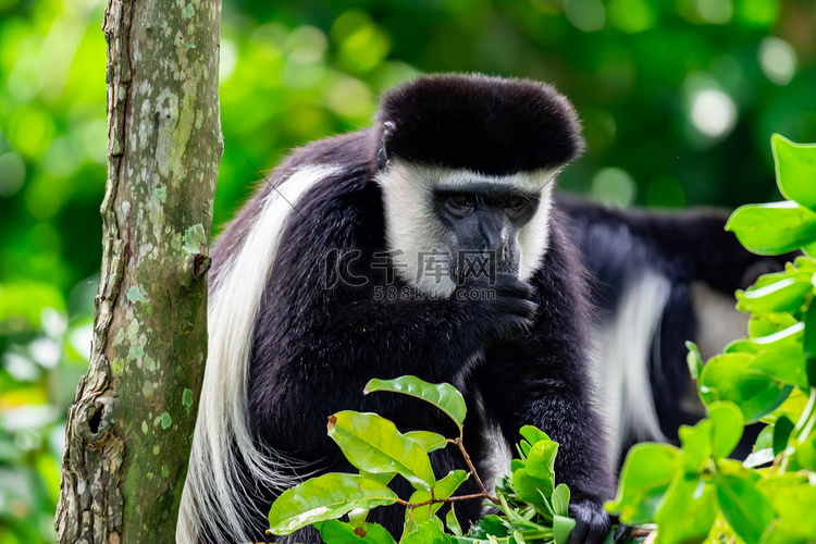黑白疣猴坐在树上吮吸拇指，好奇